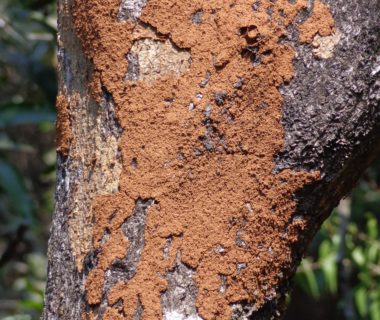 How to control termite to affect your home