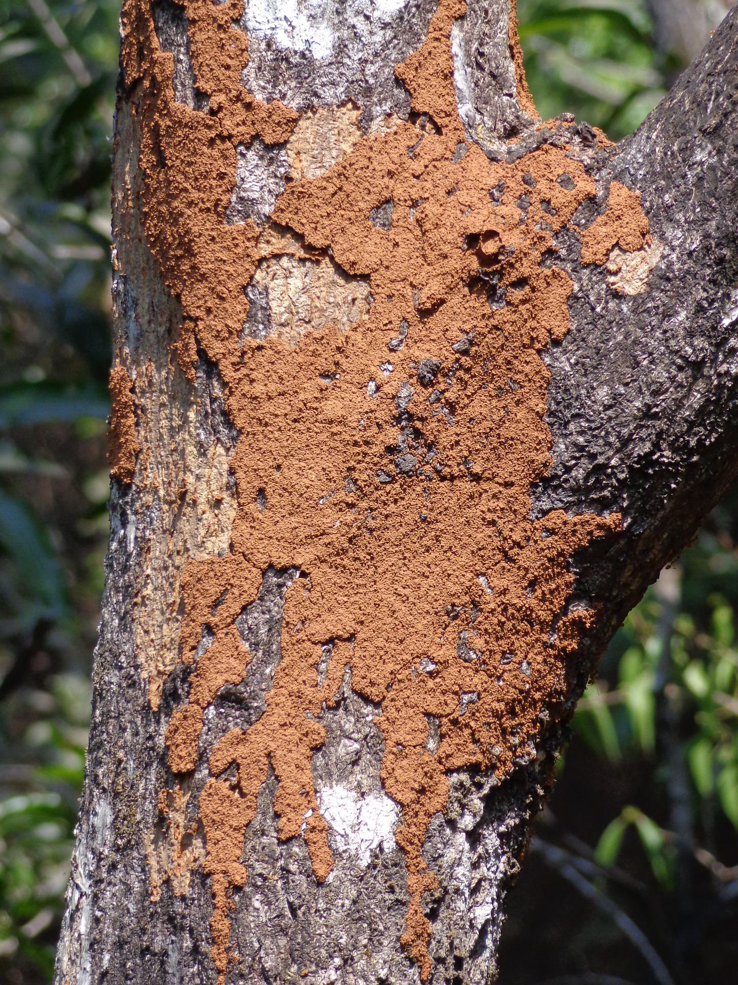 How to Control Termite to Protect your Home?