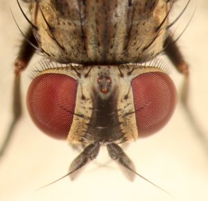 disease from housefly