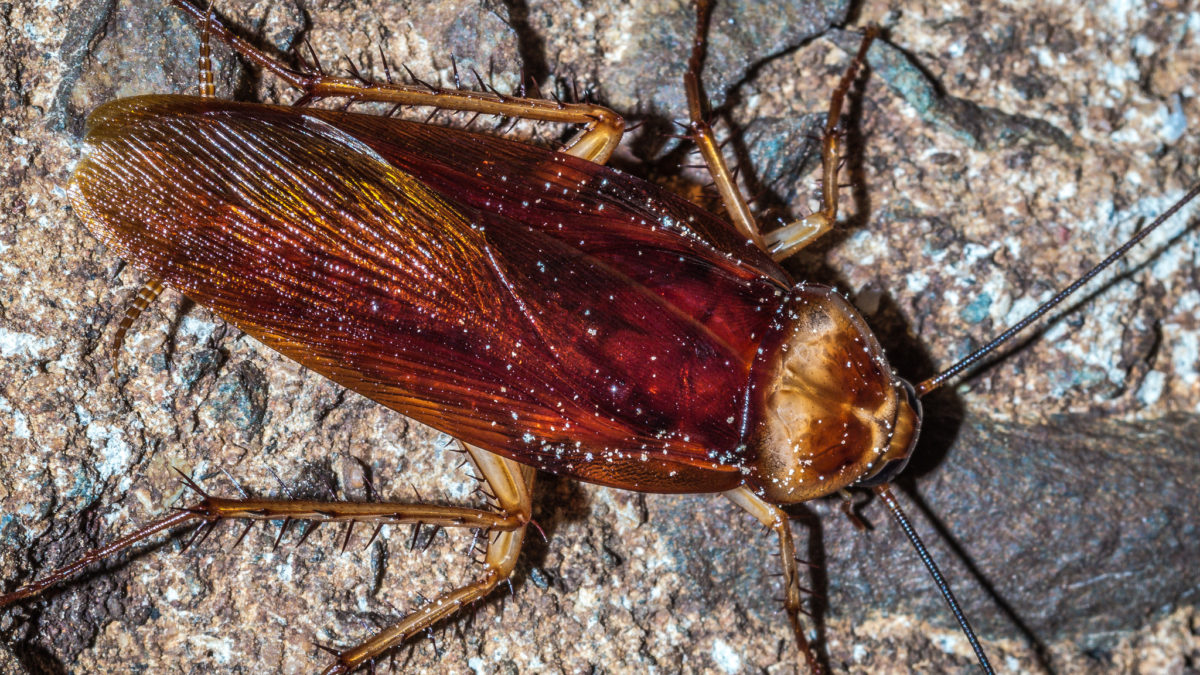 Effect of cockroaches in human life