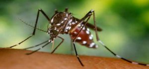 How mosquitoes can affect your family