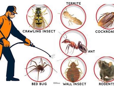 Types of Pest Control Methods