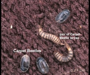 Carpet beetles