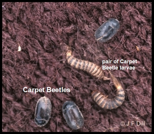 Carpet beetles