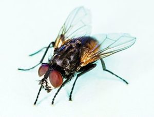 disease from housefly