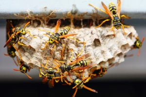 Are Wasps Dangerous For Humans?