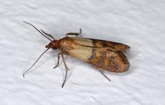 insect moths