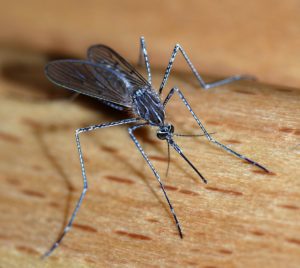 How mosquitoes can affect your family