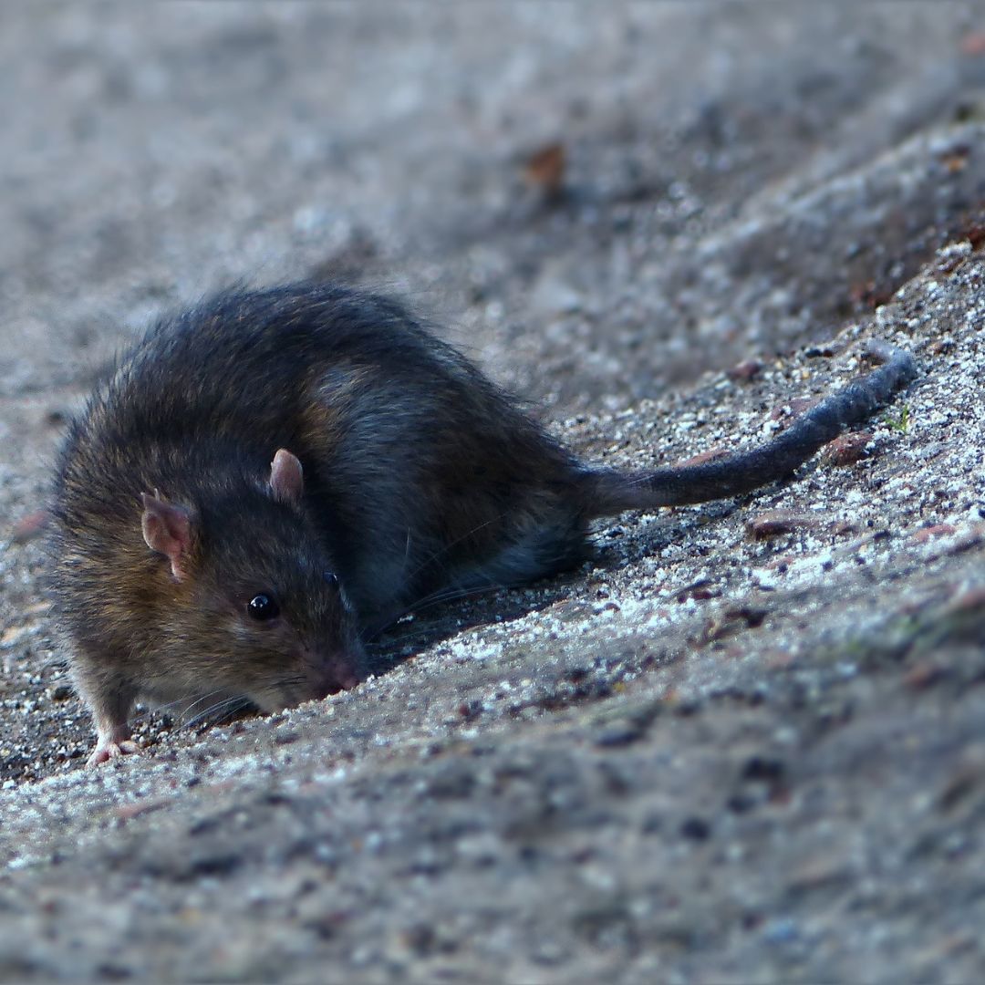 How to Get Rid of Rats