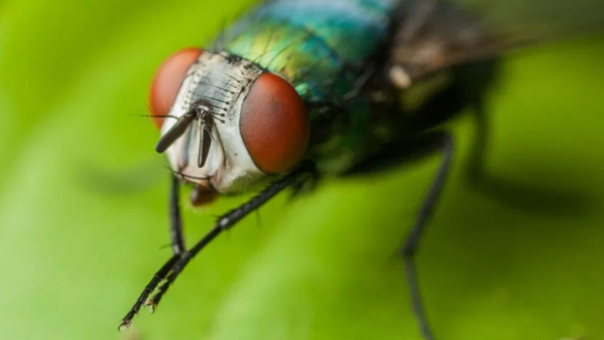 Diseases From Houseflies