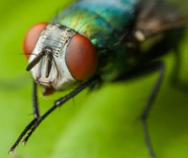 Diseases From Houseflies