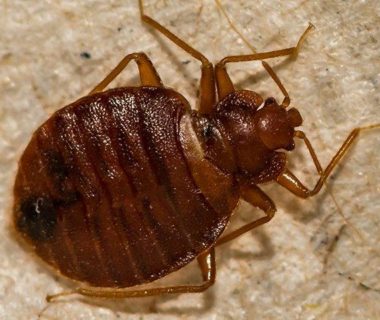 How bedbug affects human body