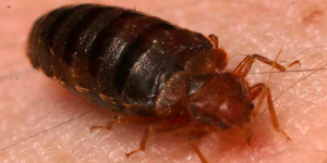 How bedbug affects human body