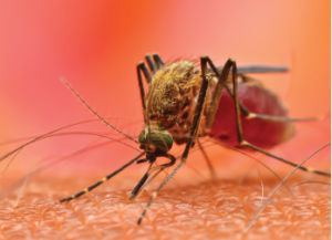 How mosquitoes can affect your family