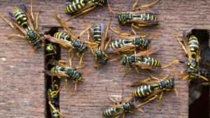 Are Wasps Dangerous For Humans?