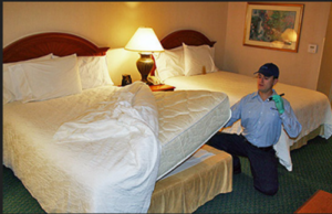 Common Pest Control Issues For Hotels