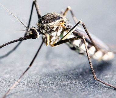 How mosquitoes can affect your family