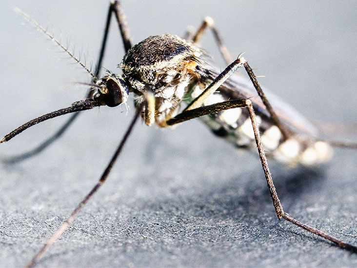 How mosquitoes can affect your family