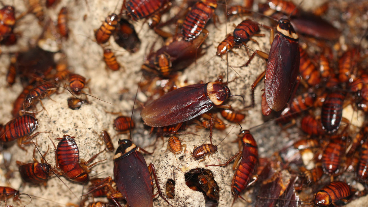 6 Reasons Why You Have Cockroaches At Your Home?