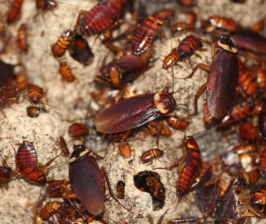 6 Reasons Why You Have Cockroaches At Your Home?