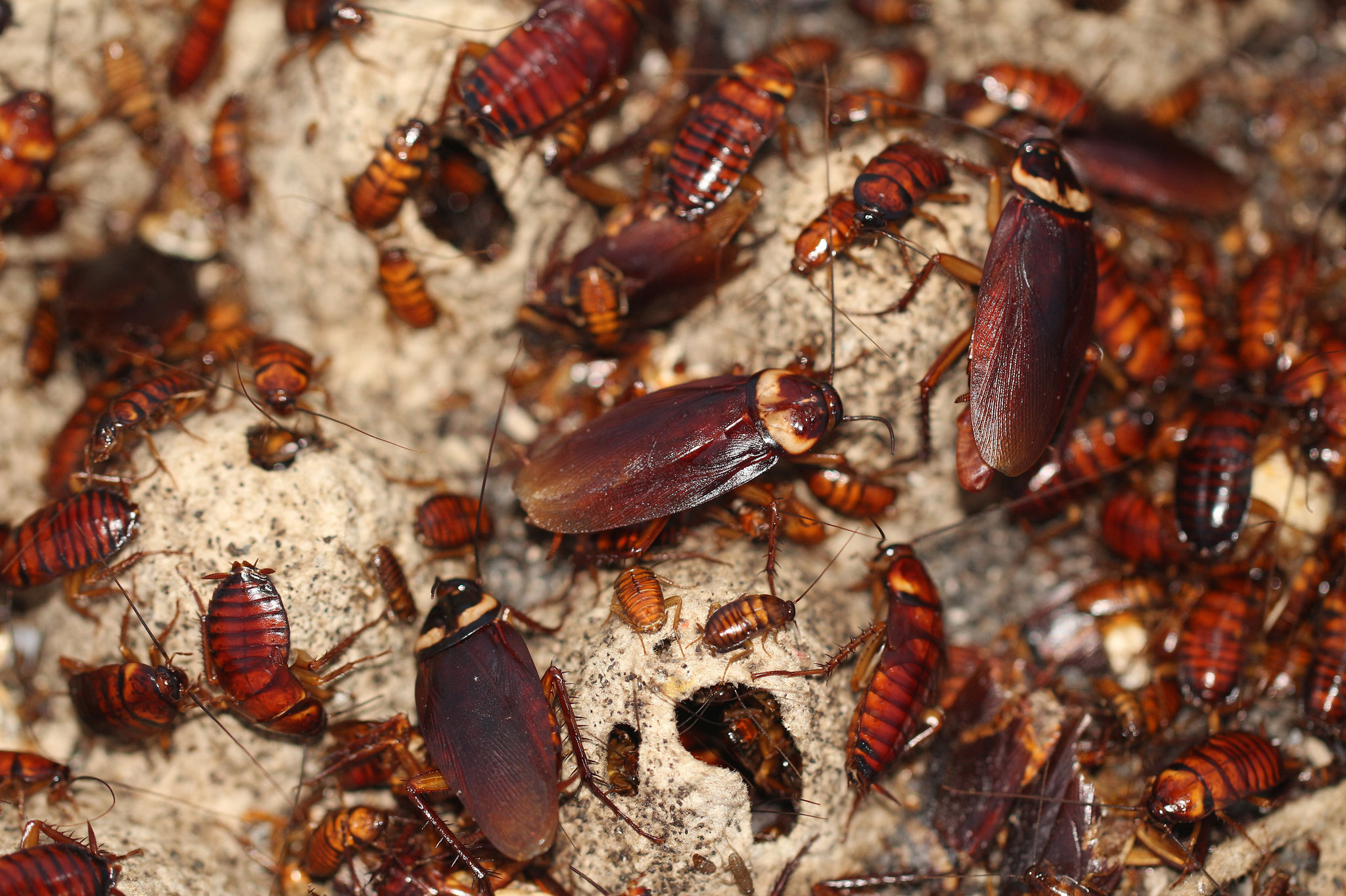 6 Reasons Why You Have Cockroaches At Your Home?