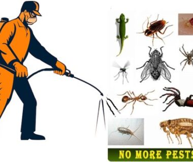 pest-control-service-gurugram