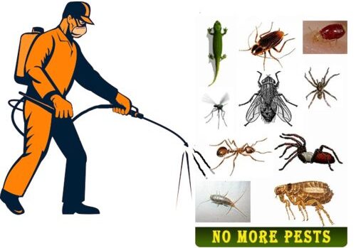 Pest Control in Port Charlotte, FL