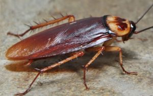 6 Reasons Why You Have Cockroaches At Your Home?