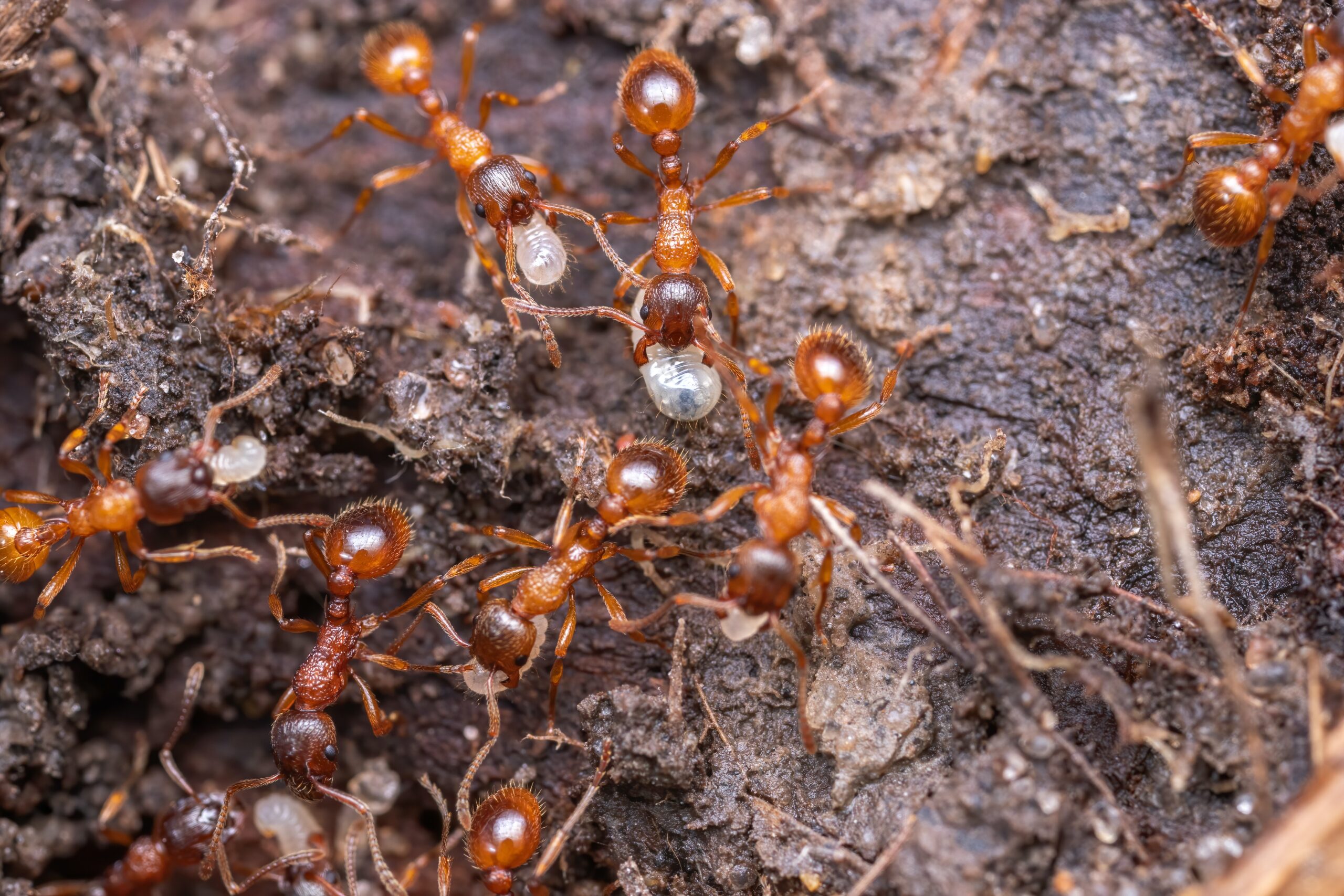 Reasons Why Ants Invade Your Living Space? | 24x7 Pest Control