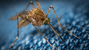 How mosquitoes can affect your family