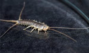 What is Silverfish and Do they Affect Humans?