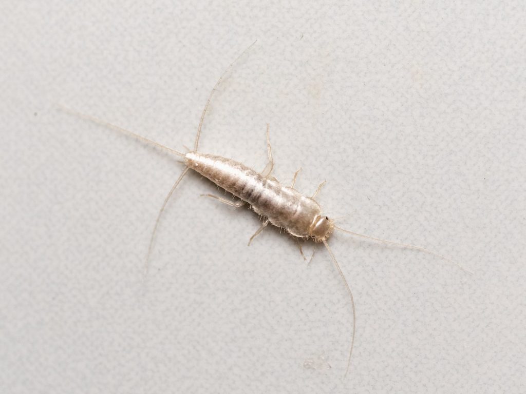 Silverfish Infested Food What Is Silverfish and Do They Affect Humans | 24x7 Pest Control