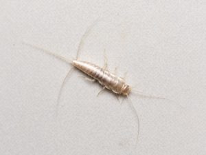 What is Silverfish and Do they Affect Humans?