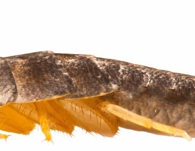 What is Silverfish and Do they Affect Humans?