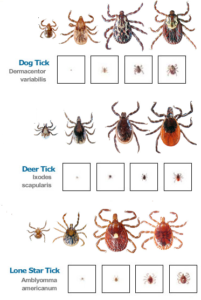 ticks