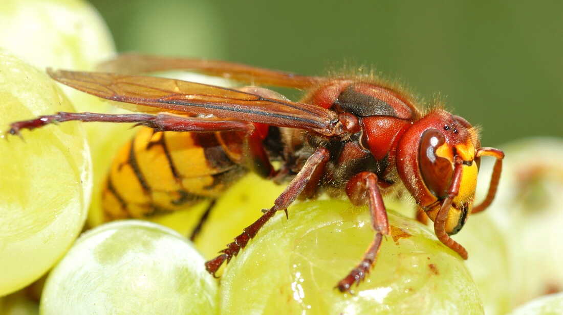 Are Wasps Dangerous For Humans?