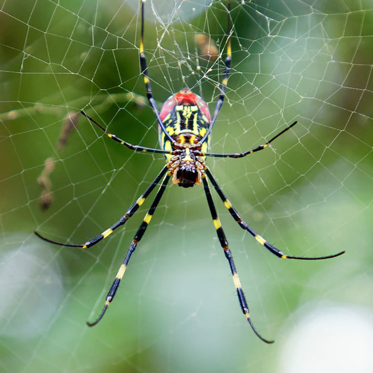 These Symptoms You Have Been Bitten By a Poisonous Spider