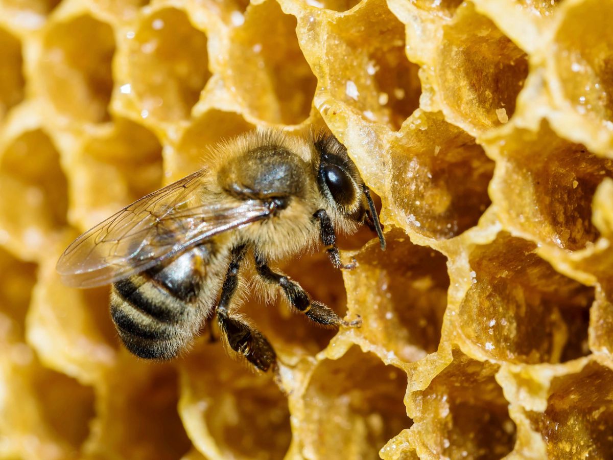 What do You need To Know About Bee Removal?
