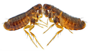flea infestations