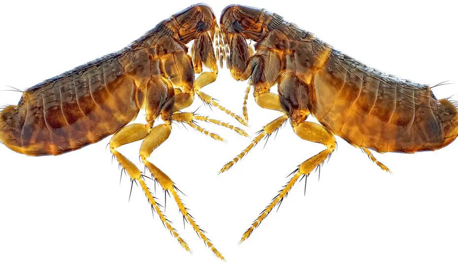 flea infestations