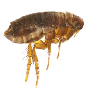 flea infestations