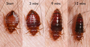 Do bedbugs hibernate?