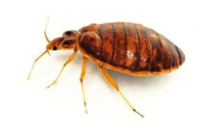 Do bedbugs hibernate?