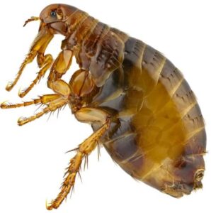 flea infestations