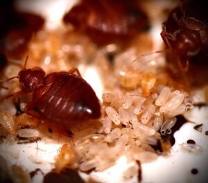 Do bedbugs hibernate?