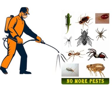 pest-control-service-gurugram