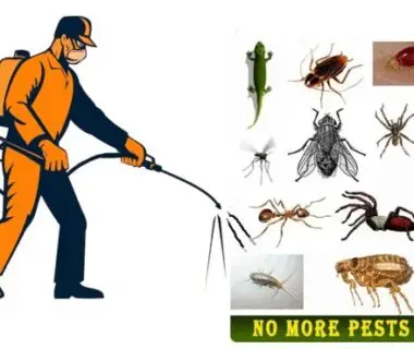 pest-control-service-gurugram